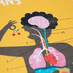 Juego de anatomía inside me learn and fun
