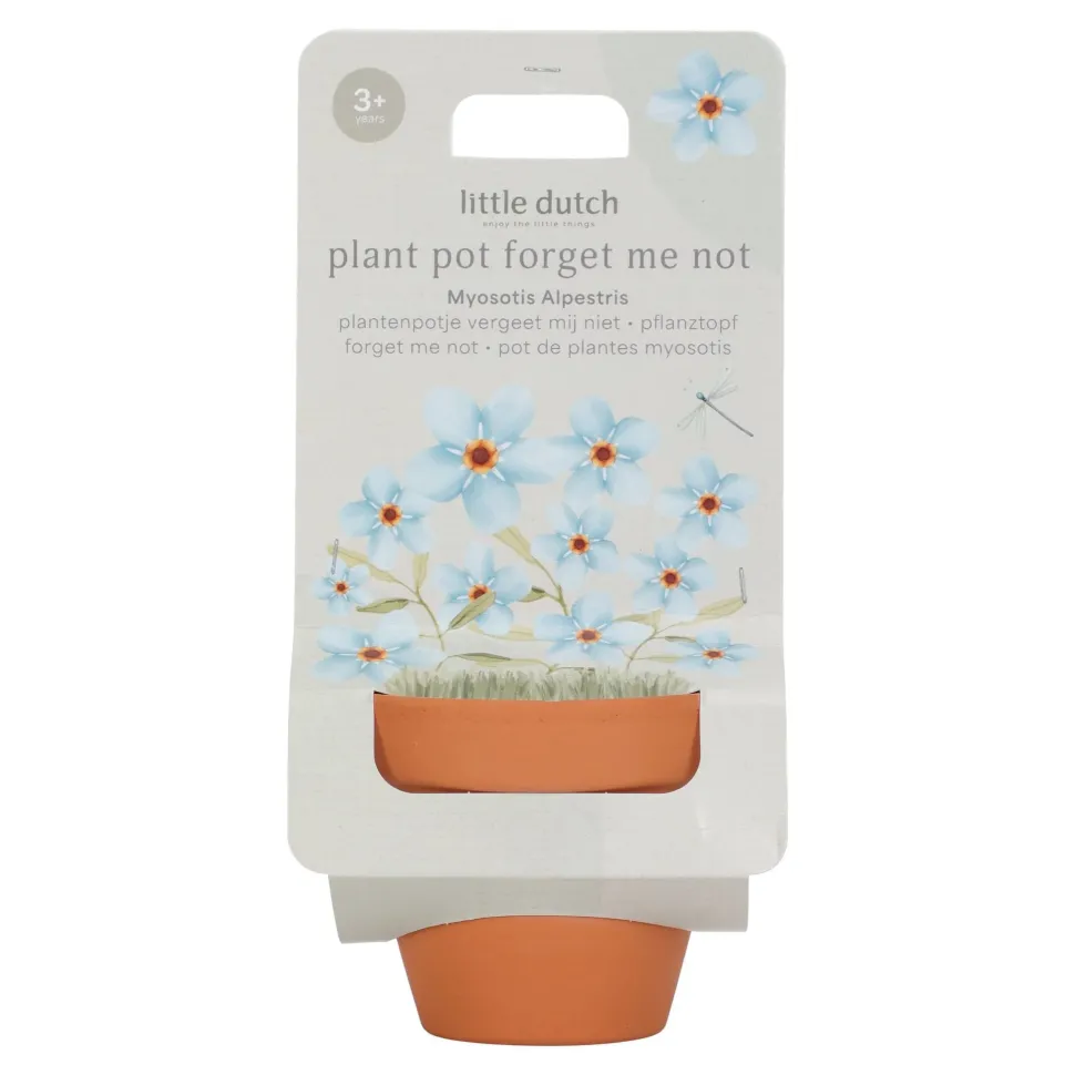 Maceta planta Nomeolvides